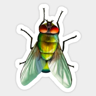 Your household fly. Can be annoying, but is surprisingly colourful. With beautiful metallic hues of green, gold and blue Sticker